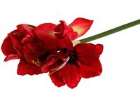Dekoration Amaryllis 50cm