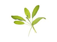 Frökapslar TREGREN Salvia 2/FP