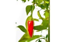 Frökapslar TREGREN Jalapeno Large