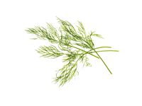 Frökapslar TREGREN Dill 2/FP